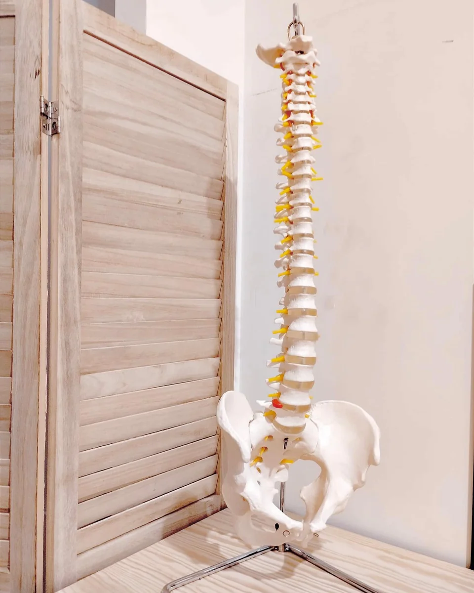 Model anatòmic de la columna vertebral a la consulta de FisioLleida
